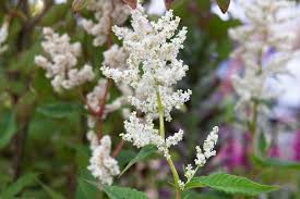 Image result for Persicaria