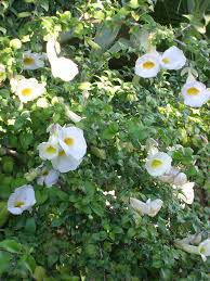 Image result for Thunbergia erecta