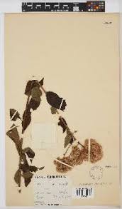 Image result for Microglossa densiflora