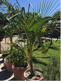 Combining the sand and avoiding clay are both beneficial steps to preventing root rot. Coconut Palms In South Texas Discussing Palm Trees Worldwide Palmtalk