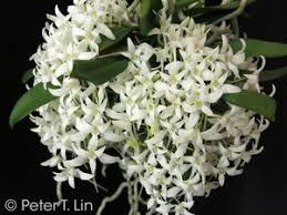 Image result for Mystacidium