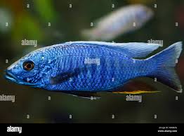 Image result for Triainolepis africana