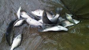 Baramundi as a target fishing ikan ini menempati kasta tertinggi bagi pemancing muara sungai dan. 17 Cara Budidaya Ikan Kakap Putih Arenahewan Com