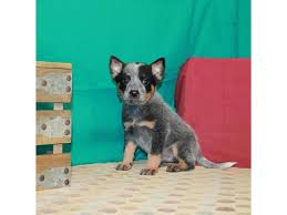 Actual picture is 8 x 10 inches on white background. Australian Cattle Dog Dog Male Blue 2879491 Petland Las Vegas Nv