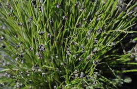 Image result for Isolepis costata