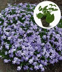 Garten flammenblume teppich phlox subulata zwergenteppich from garten bodendecker. Blauer Teppich Phlox Easyplant Jungpflanzen Bei Baldur Garten