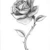 As a symbol of love it can be a representation of being in love especially when the rose has no thorns, or even as something to remind you that love will never come without some sacrifices while the thorns exist. 3