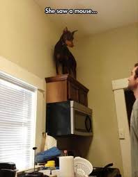 16 Expressions Of Scared Animals That Will Make You Just Laugh Funny Animals Cute Animals Funny Animal Pictures