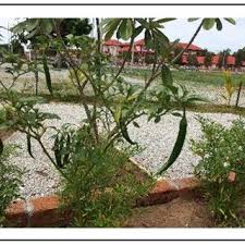 Limbah kelapa dimanfaatkan jadi tanaman bonsai. Pdf Between Survival And Sustenance Plants For Recycle Edible Garden