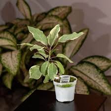 Image result for Solandra maxima