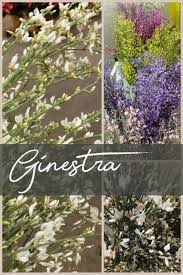 Janelle ginestra‏ @ginestrajanelle aug 7. Floral Friday Ginestra Dreisbach Wholesale Florists