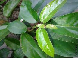 Daun cincau hitam kering atau janggelan, yang di manfaatkan adalah daun dan batang. Jual Daun Cincau Hijau Home Facebook
