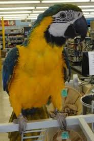 Pin On Birds