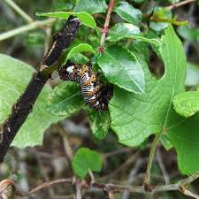 Collecting and sharing data about lepidoptera. Eightspottedforester Instagram Posts Photos And Videos Picuki Com