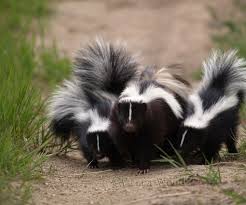 One mom and 7 baby skunks. How To Evict A Skunk Out From Under Your House For Less Than 5 4 Steps Instructables