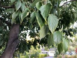 Image result for Celtis