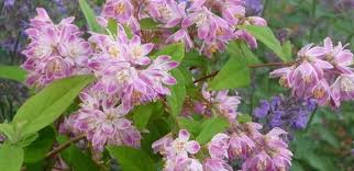 Image result for Deutzia x hybrida ′Mont Rose