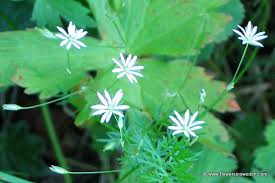 Image result for Stellaria sennii