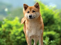 Here is a fascinating dog trivia fact to get started. Dog Fun Facts Quiz Britannica
