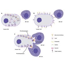 We did not find results for: Endocytosis Inhibition In Humans To Improve Responses To Adcc Mediating Antibodies Sciencedirect