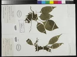 Image result for Antrophyum mannianum