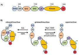 Top two teams receive a bye to the semifinals. Representation Of Lck Structure And Regulation Of Its Kinase Activity Download Scientific Diagram