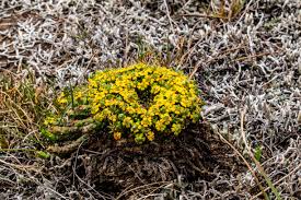 Image result for Wahlenbergia madagascariensis