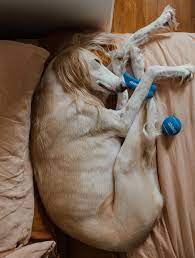 Why Do Dogs Sleep So Much Pawsitive