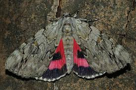 Image result for Catocala electa