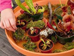 Create A Carnivorous Garden Carnivorous Plants Carnivorous Plants Terrarium Unusual Plants