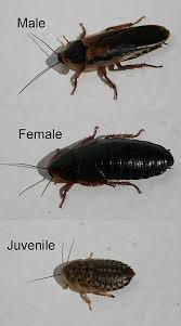 Blaptica Dubia Reptile Supplies Arthropods Reptiles