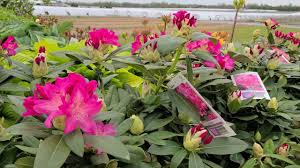 Check spelling or type a new query. Rhododendron Holden Yaku Prince Two Beautiful Selections Bred Especially For Our Region Youtube