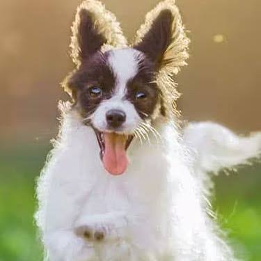 Papillion Dog Breed -Temperament, Personality and Characteristics Traits |  Hill's Pet US