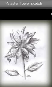 Asteraceae Sketch Of A Composite Flower Aster Flower Tattoos Aster Tattoo Flower Drawing