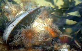 Researchers aboard the okeanos explorer captured rare photos of some of the cutest marine life found in deep sea canyons. Animals In The North Sea And Mud Flat Bottom Ecomare Texel