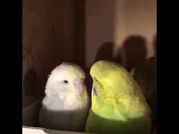 ببغاء بادجي للبيع حراج اونلاين parrot animals
