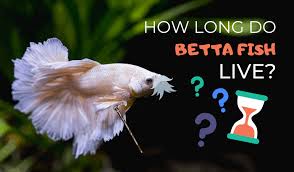 Betta fish are beautiful and popular fish to own. How Long Do Betta Fish Live Tips To Increase Your Bettas Lifespan