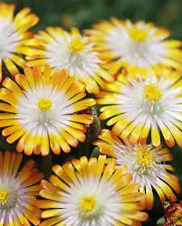 There are 1838 topaz autumn for sale on etsy, and. Delosperma Jewel Of The Desert Topaz Hayloft