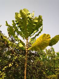 Image result for Anthocleista grandiflora