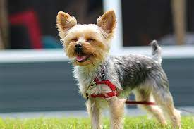 How much will my yorkie weigh fully grown? Yorkshire Terrier Dog Breed Information Pictures Characteristics Facts Dogtime
