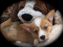 These pembroke welsh corgi puppies are friendly & energetic. Pembroke Welsh Corgi Puppy Red Merle For Sale In Miami Florida Classified Americanlisted Com