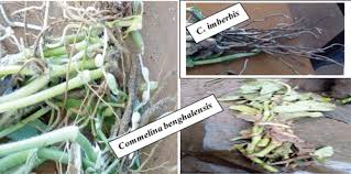 Image result for Commelina albescens