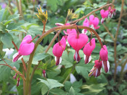 Check spelling or type a new query. Plants For Dry Shade Seattle S Favorite Garden Store Since 1924 Swansons Nursery