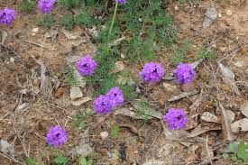 Image result for Verbena aristigera