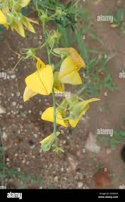 Image result for Crotalaria laburnifolia