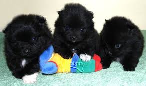 Check spelling or type a new query. How To Find A Pomeranian Puppy For Sale Australia Pomeranian Australia