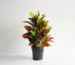 Image result for Croton