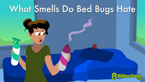 Does Bleach Kill Bed Bugs? [Plus Alternatives] (2024) | Today'S Homeowner