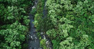 Call 131 546 for building & pest inspections report by local inspector. Residential Commercial Pest Control And Management Services In Port Douglas Mossman Cape Tribulation Cairns