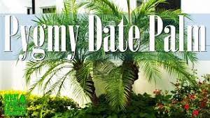 Here it survives winters best when it grows under. Pygmy Date Palm Popular Ornamental Plant In Gardens In Tropical And Subtropical Climate Areas Youtube
